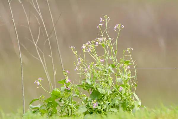 Фиолетовый Дикий Цветок Растущий Зеленых Сорняков Траве — стоковое фото