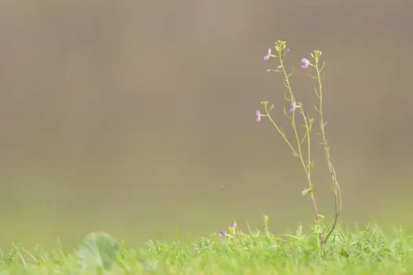 Закройте Вид Колокольчик Маленьким Розовым Сомом Растущим Короткой Траве — стоковое фото