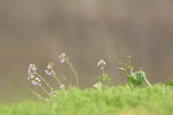 Закройте Вид Колокольчики Маленькими Розовыми Сомами Растущими Короткой Зеленой Траве — стоковое фото