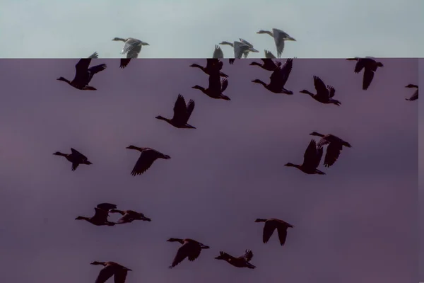 Schwarm Schöner Weißer Schwäne Fliegt Wolkenlosem Blauem Himmel — Stockfoto