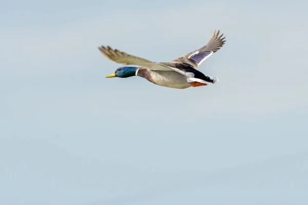 Mallard Ördeği Erkek Drake Hızla Uçuyor — Stok fotoğraf