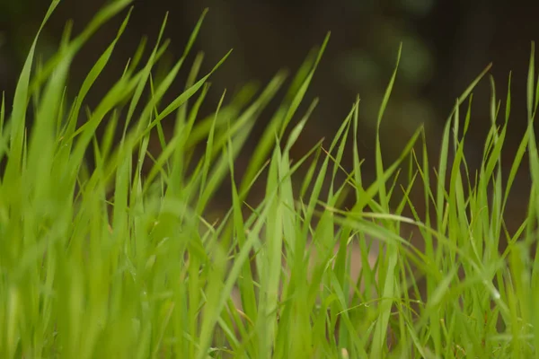 Bulanık Arka Planda Yetişen Yeşil Taze Çimlerin Yakın Görüntüsü — Stok fotoğraf