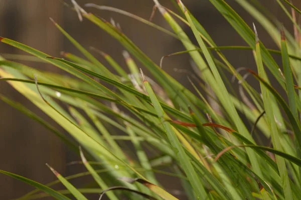 Çimen Bıçakları Yeşil Rüzgar Kahverengisi — Stok fotoğraf