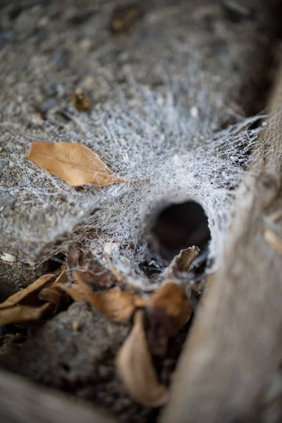 ファンネルウェブクモの巣穴トラップ — ストック写真