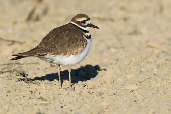 stock image Killdeer, wildlife, bird, standing, portrait,