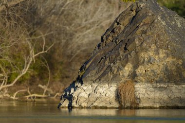 Nehirdeki büyük kayalar durgun.