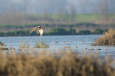 Atmaca sulak alanların üzerinde uçuyor Suyun üzerinde kuş avlıyor