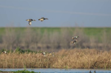 Kuzeyli kürekçi ördekler sulak alanların üzerinde uçuyor.