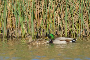 Mallard ördek ördeği. Erkek tavuk dişi. Sazlıklarda yüzüyor.