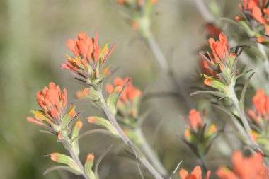 Bahçe ortamında yeşil saplı birçok kırmızı çiçek yumuşak odaklı arka planda