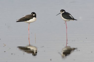 Yüzeyde yansıması olan hareketsiz gölde duran iki ayaklığın yan görüntüsü