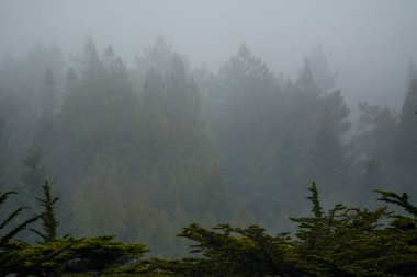 Siste çam ağacı ormanı ufku