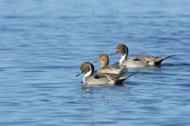 Mavi dalgalı suda yüzen üç ördeğin yan görüntüsü