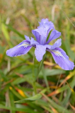 Mor bir iris çiçeği ön yaprakta su damlasıyla makro çekim yapar. Çiçeğin altında büyüyen yeşil çimenler, sığ tarla derinliği.