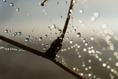İnternetteki su damlalarının görüntüsünü kapat
