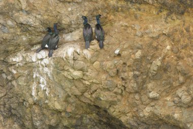 Kara karabatak kuşları sürüsü kayalık kayalıklara konuyor.