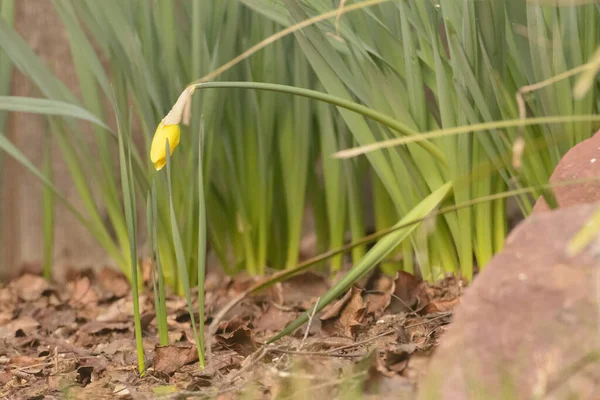 Желтый Цветок Тюльпана Начинает Цвести — стоковое фото