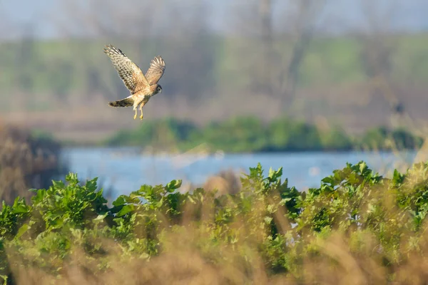 Habicht Fliegt Über Feuchtgebiete Und Jagt Vögel Übers Wasser — Stockfoto