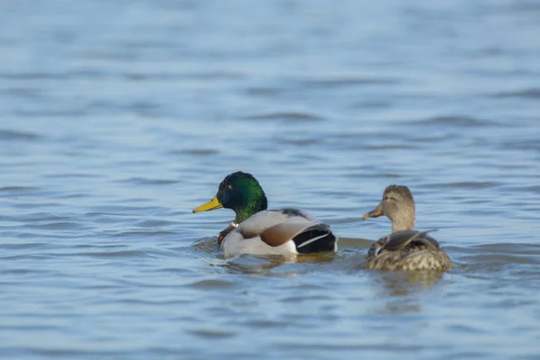 有彩色身体部位的雄性鸭和背景模糊的反光蓝色水中的橙色喙的雌性褐鸭 — 图库照片
