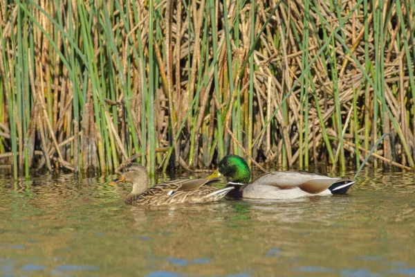 Mallard Duck Drake Hen Male Female Swimming Wetlands Reeds — 图库照片