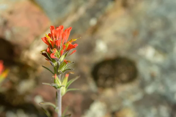 Rojo Flor Silvestre California Nativo —  Fotos de Stock