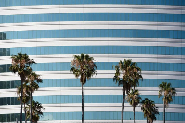 ヤシの木を見下ろす青い縞模様の窓と白い壁を持つ背の高い建物 — ストック写真