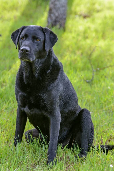 Svart Labrador Hund Utomhus Porträtt — Stockfoto