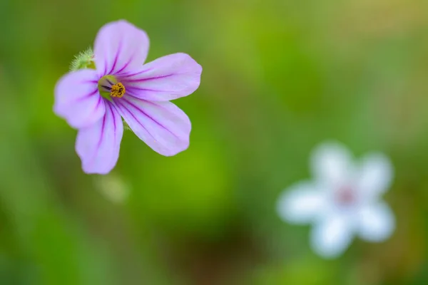 Fialová Divoká Květina Kvetoucí Přírodním Prostředí — Stock fotografie