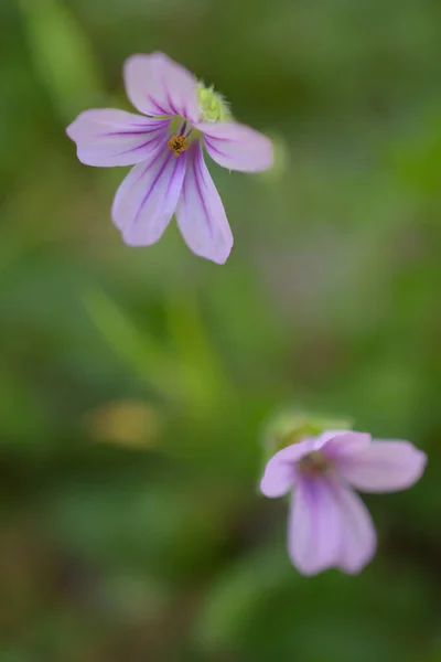 Lilac Fialová Květina Zelená Rostlina Přírodním Prostředí Pozadí Měkkém Ohnisku — Stock fotografie