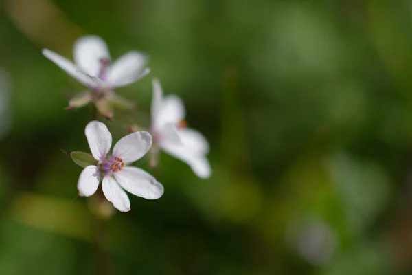 Fleurs Blanches Sur Tige Dans Jardin Sur Fond Environnement Naturel — Photo