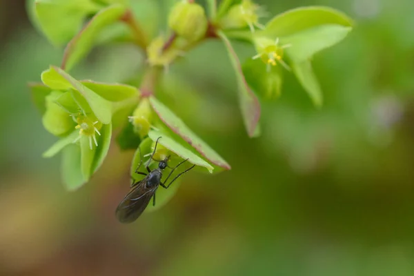 Pequeno Inseto Voador Alimentando Néctar Planta Verde — Fotografia de Stock