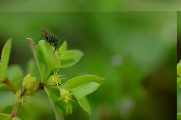 Małe Robaki Jedzące Pyłek Zielonej Rośliny Kolcami Tle Środowiska Naturalnego — Zdjęcie stockowe