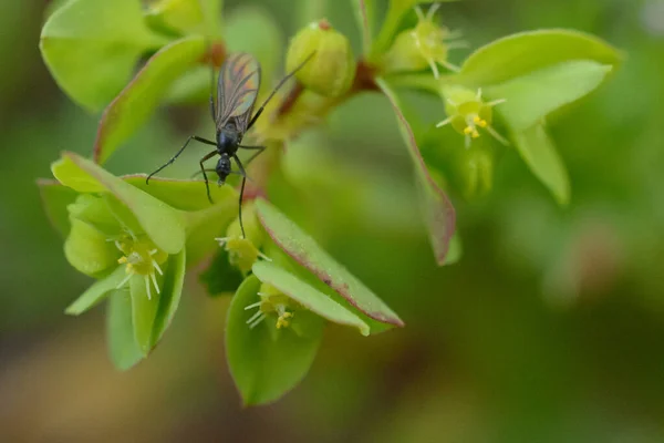 Svart Liten Insekt Går Grön Växt Med Spikar Trädgårdsmiljön Mjukt — Stockfoto