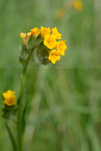 Skupina Jasně Žlutých Květin Zeleném Stonku Přírodním Pozadí Měkkém Ohnisku — Stock fotografie