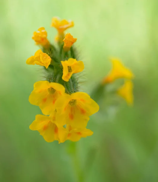 緑の斑点のある茎に黄色の花の束が柔らかい焦点で自然環境の背景にある — ストック写真
