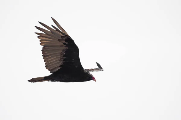 Turkey Vulture Flight — Stock Photo, Image