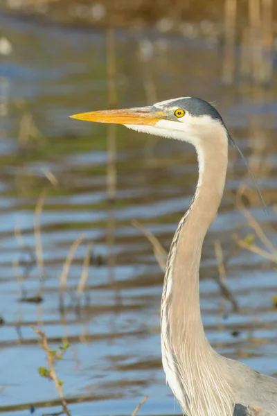 stock image Great blue Heron portrait in natural habitat