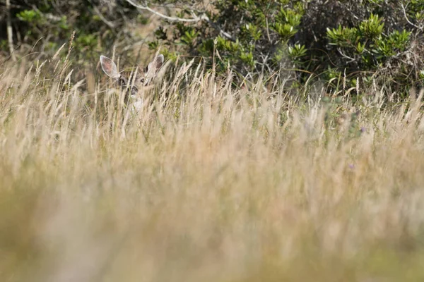 Самка Оленя Высокой Травой — стоковое фото