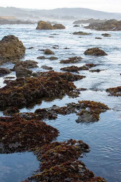 低潮潭海藻海葵海葵 — 图库照片
