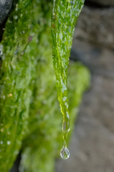 water running down the moss growing on the side of the rock. Green moss with water droplet running down the side building up at the end.
