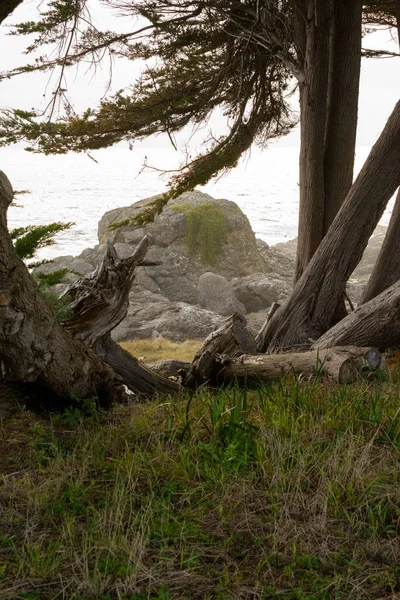 Τοπίο Των Πεσόντων Δέντρων Βράχων Outcroppings Και Τον Ωκεανό Καλιφόρνια — Φωτογραφία Αρχείου