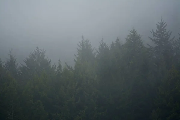 Siste Çam Ağacı Ormanı Ufku — Stok fotoğraf