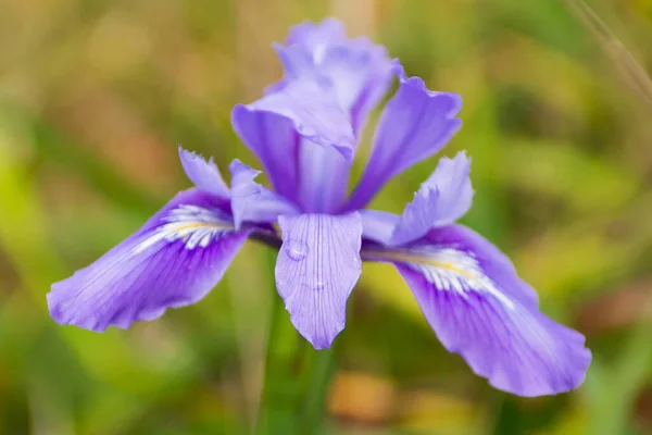 Jarní Fialová Lilie Květ Divoký Květ — Stock fotografie