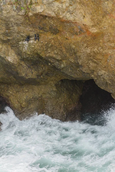 Kormorán Madarak Fészkelnek Óceáni Sziklaszirten — Stock Fotó