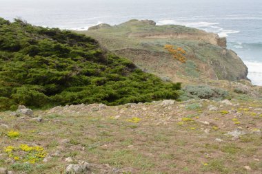 Okyanus kıyısının kayalık uçurumundaki yeşil bitki örtüsü manzarası