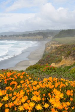 turuncu buz bitkisi çiçek açan manzara plaj California sahili