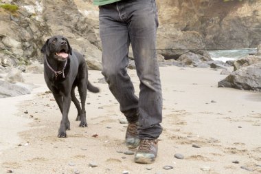 Bir adam siyah laboratuvar köpeğiyle sahilde yürüyor. Köpek mutlu.