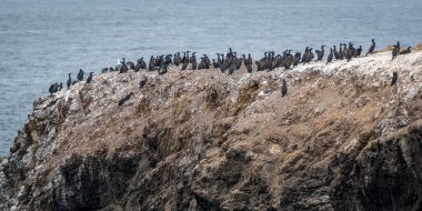 Bir karabatak kayalığı