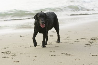 Plajda koşan siyah bir labrador av köpeği.