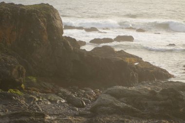 Bir grup liman foğu Kaliforniya kumsalında güneşleniyor.